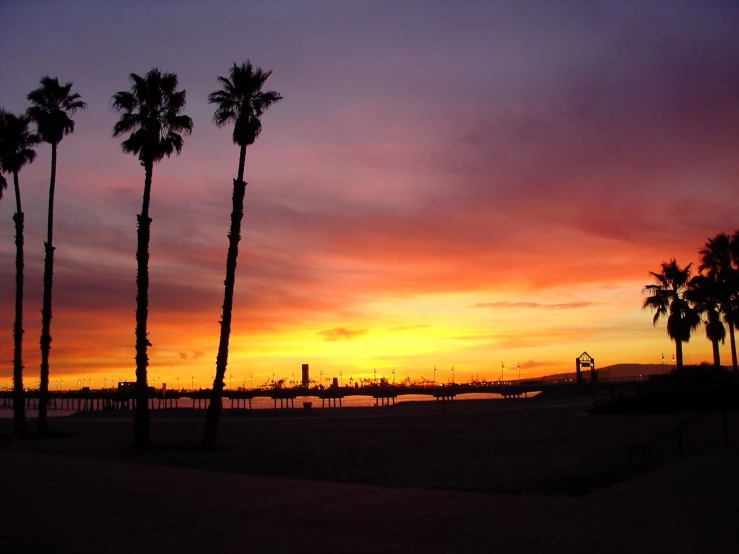 palm trees line the sidewalk with a sunset behind them