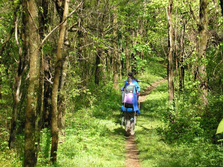 a person walks on a trail in a green forest