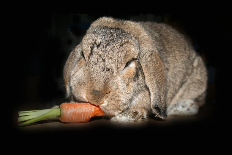 a rabbit eating a stalk of carrots in the dark