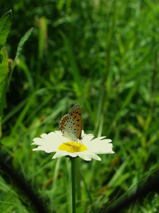 a small erfly perched on top of a white flower