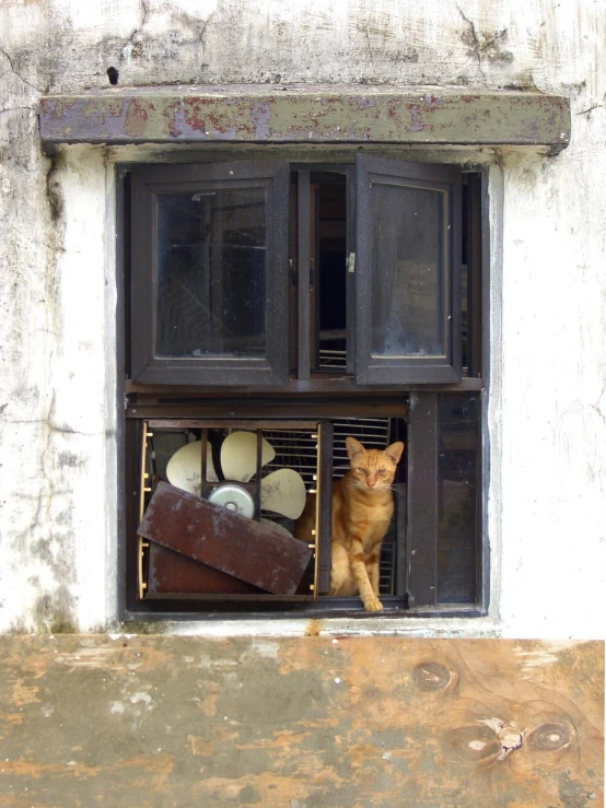 a cat sits in the window sill of a building