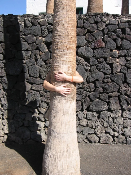 a tree in the street with a wall behind it