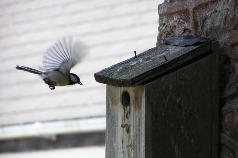 a bird flies past a wooden structure