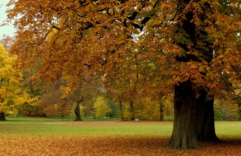 an autumn scene in the park with yellow leaves