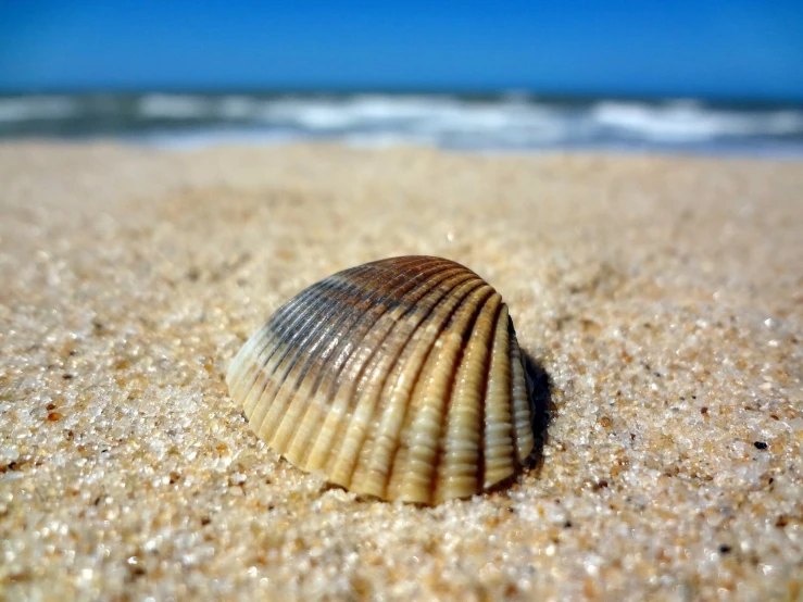 a sea shell laying on top of a sandy beach