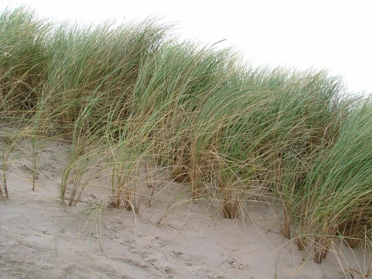 several tall grass is sticking up out of a sandy area
