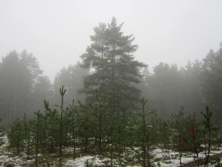 pine trees in the snow and fog in the woods