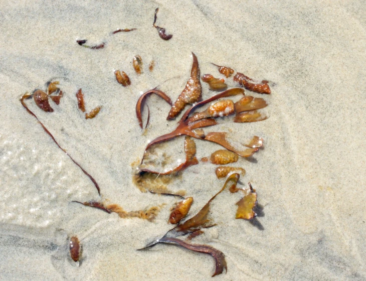 seaweed laying on the beach next to shells