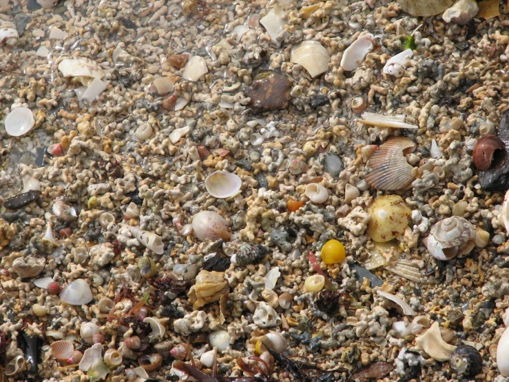 a sandy beach has a variety of different kinds of shells on it