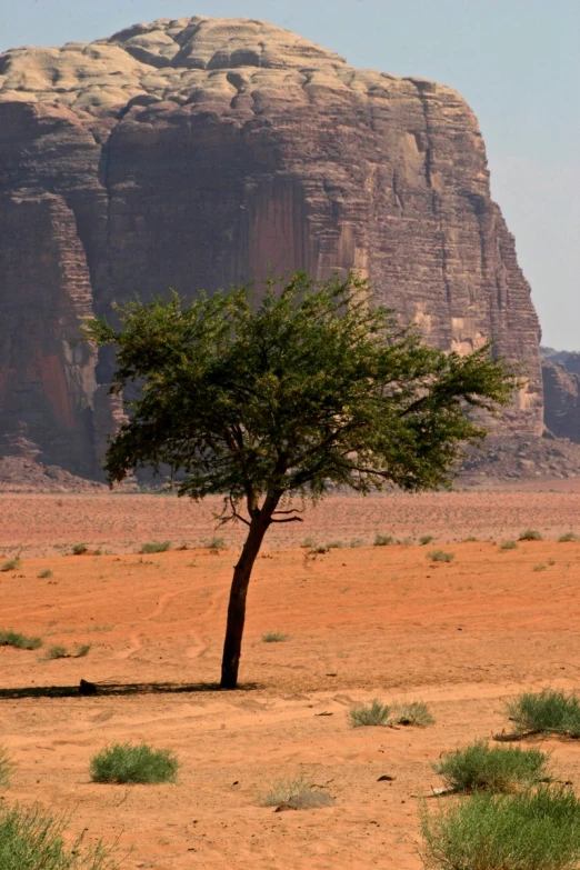 a lone tree with some rock formations in the background