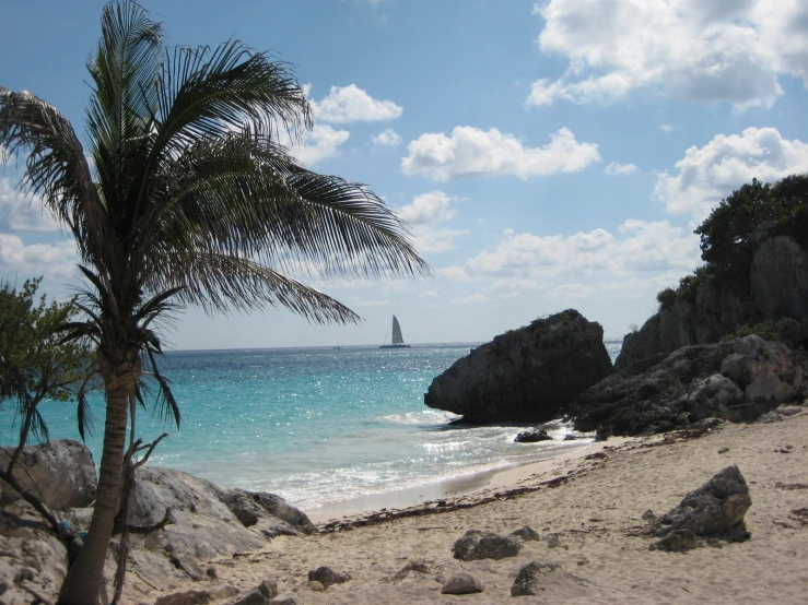 a palm tree sitting on top of a sandy beach