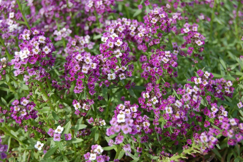 a bunch of purple and white flowers next to each other