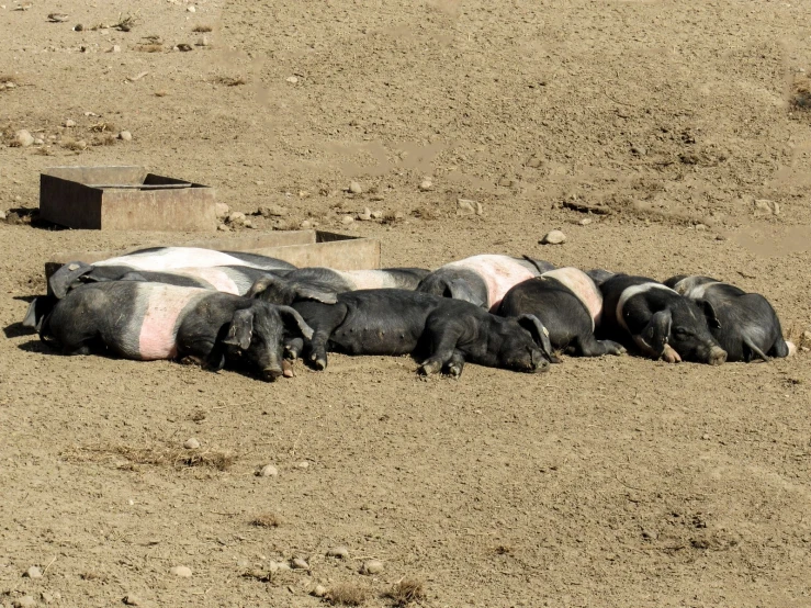 five pink and white pigs are laying on the dirt