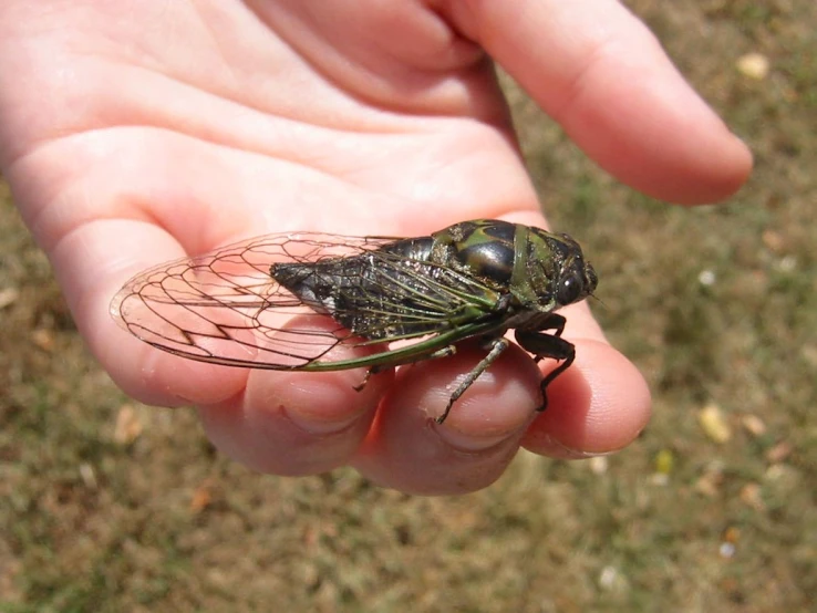 a small insect sitting on top of a persons hand