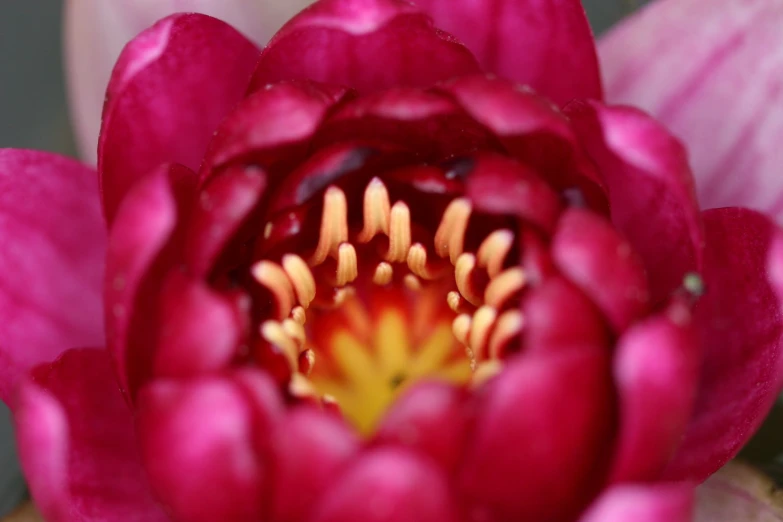 red water lily flower in the center of the bloom