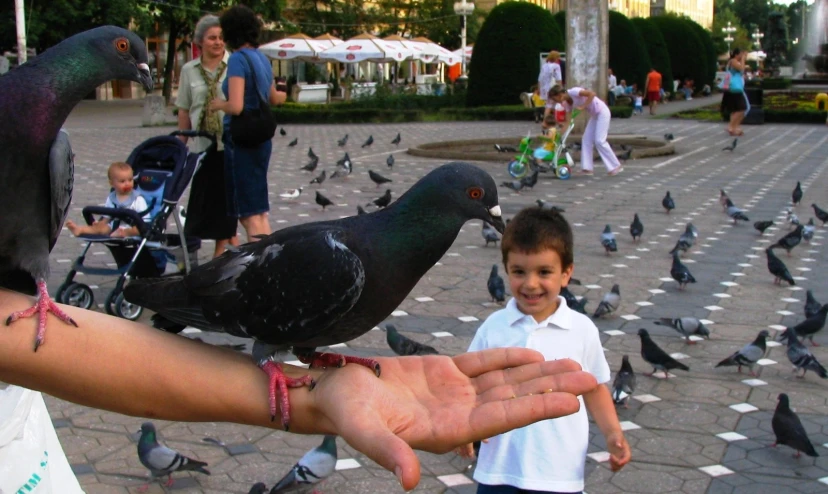 a little boy holding out his hand with a pigeon on his arm