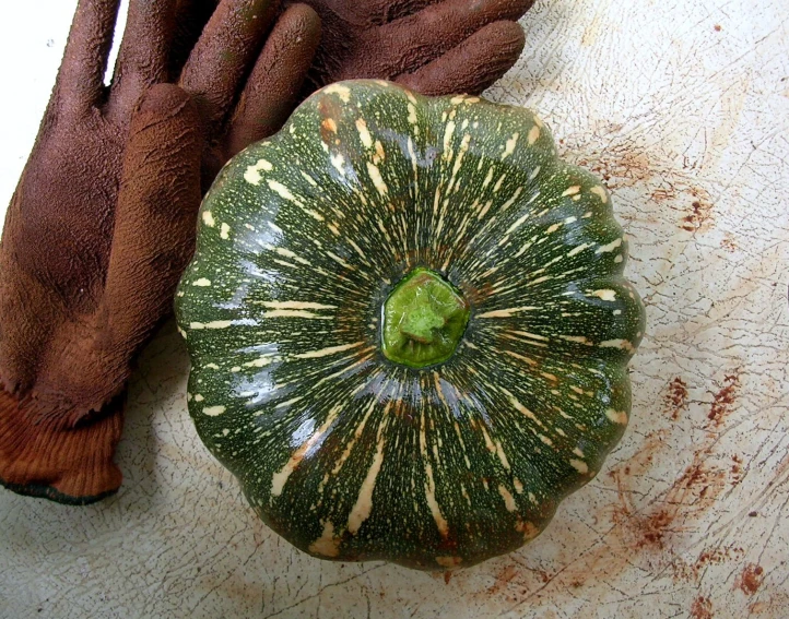 a green vegetable with brown spots is laying on a table