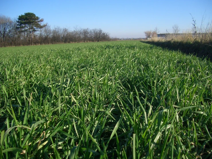 an open field with green grass, with a sky in the background