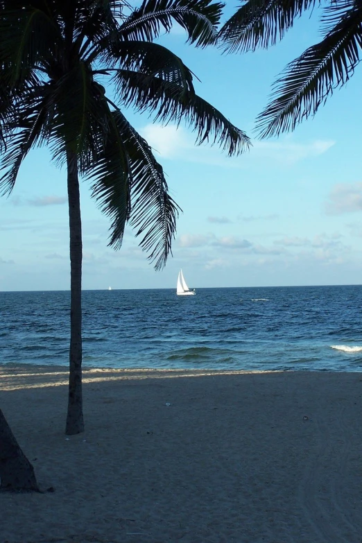 the view from beneath a palm tree on the beach