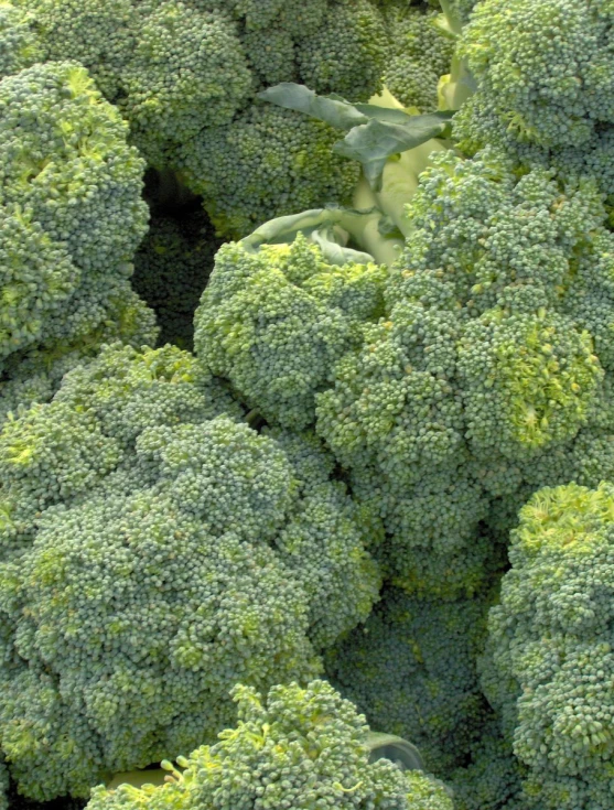 an array of heads of green broccoli that are grouped together