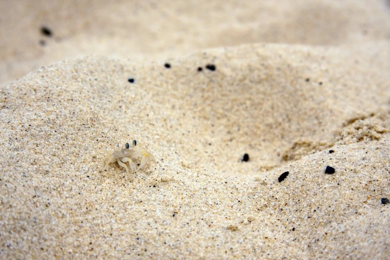 a crab is sticking his head out of the sand