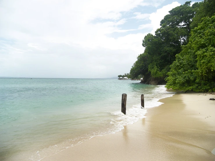 a sandy beach with waves and some trees