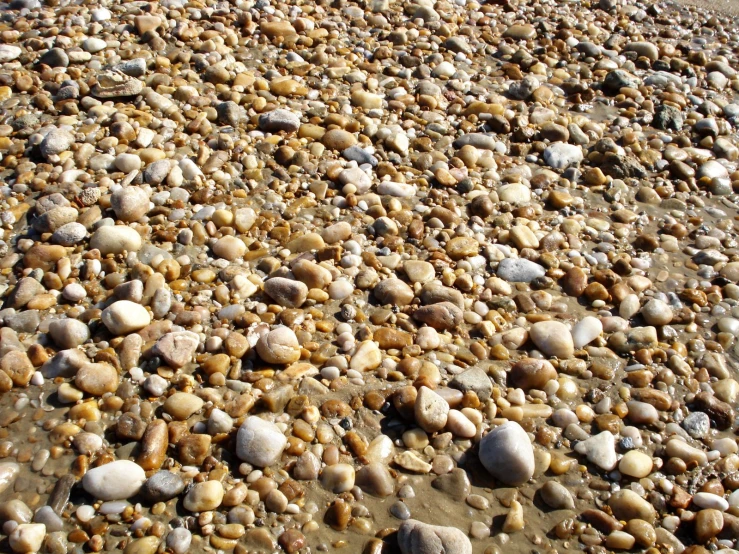 rocks and pebbles laid across the ground and a white dog on a leash