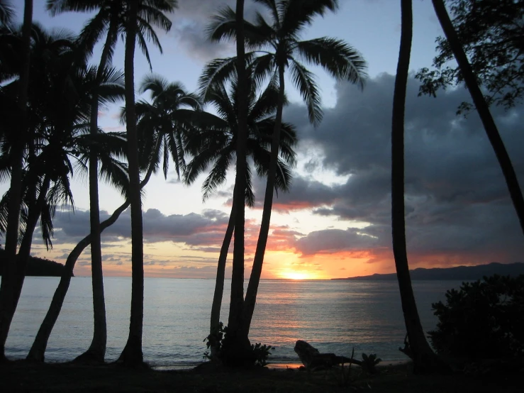 a sunset and silhouette of palm trees at the edge of a body of water