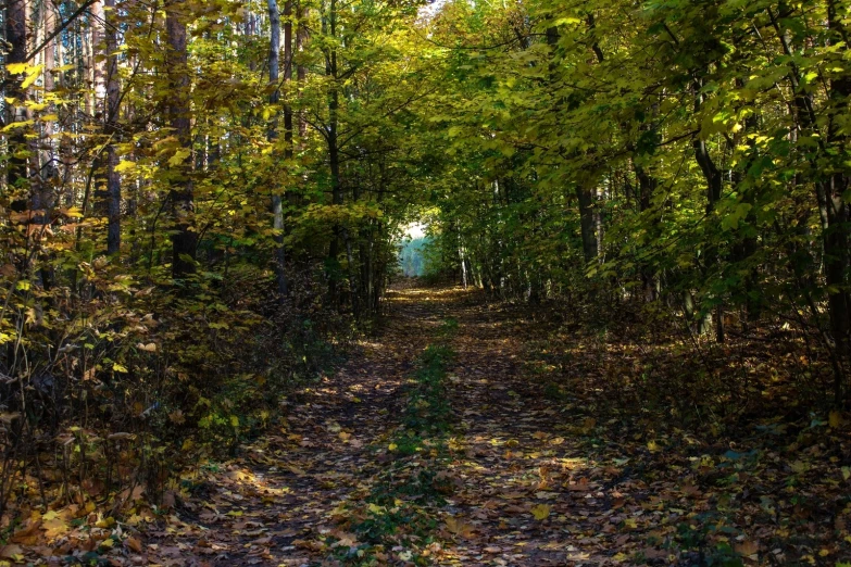 an area that has fallen leaves and some trees