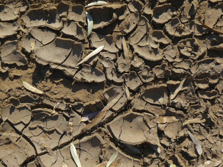 s and dry mud in the ground that make up a field