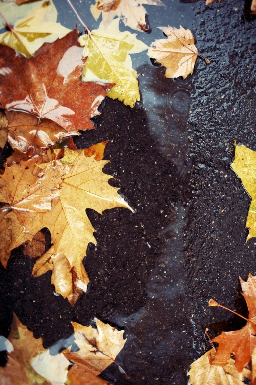 a black street that has fallen leaves on it