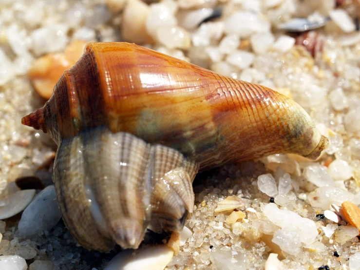 the shell of a large sea shell on top of a sand covered ground