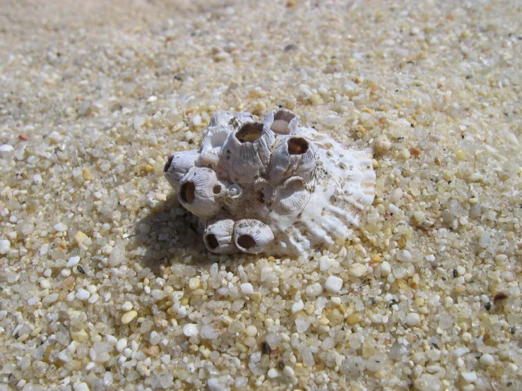 a little seashell that is on the sand