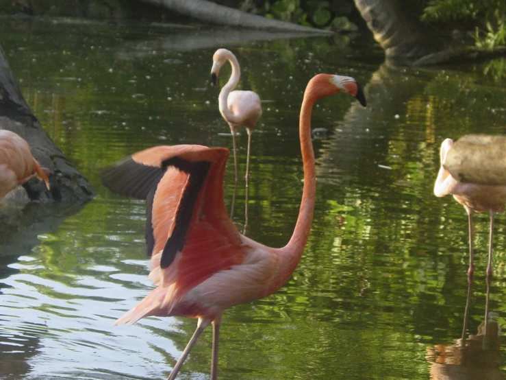 a group of flamingos standing in the water