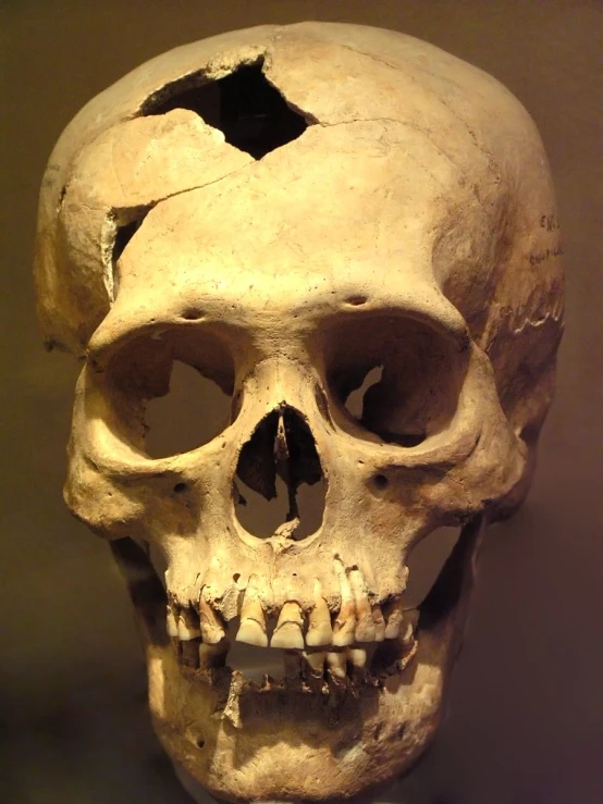 a human skull with several fangs inside of it