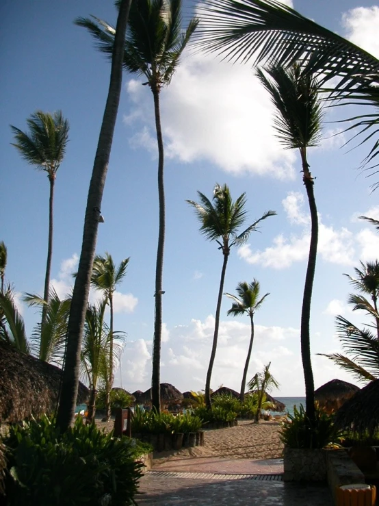 a pathway between palm trees on a beach