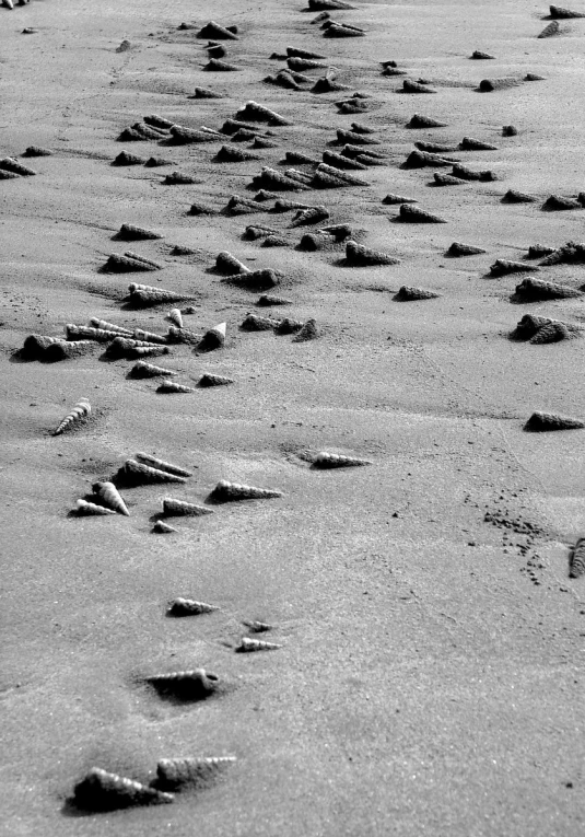 a black and white image of the bottom of rocks on the beach