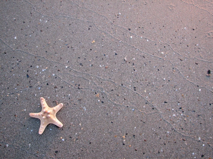 an animal that is standing on the ground in the sand