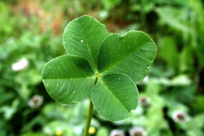 four leaf clover with the leaves looking as if they are growing