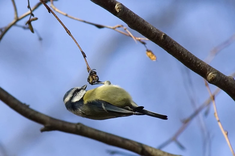 a bird perched on the side of a tree nch