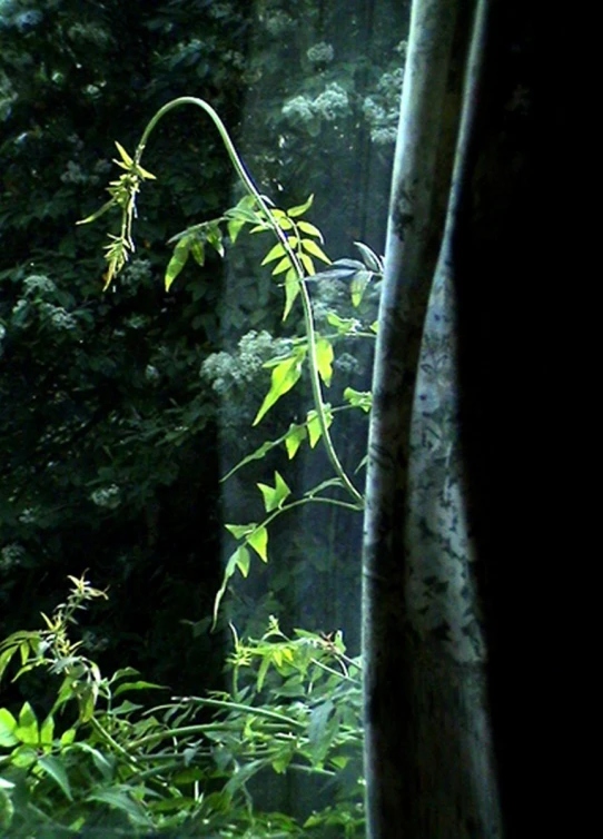 some leaves growing on the trunk of an umbrella