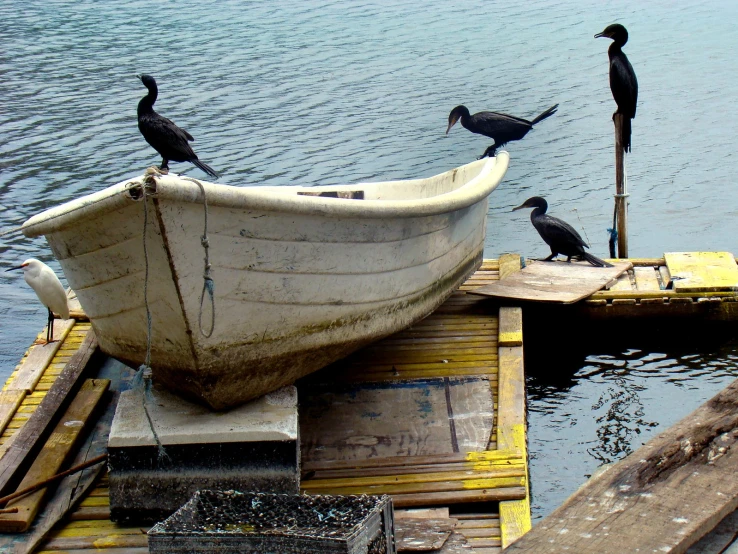 ducks and two blackbirds sitting on the boat near water