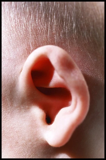 an ear that is half way out of the back of it
