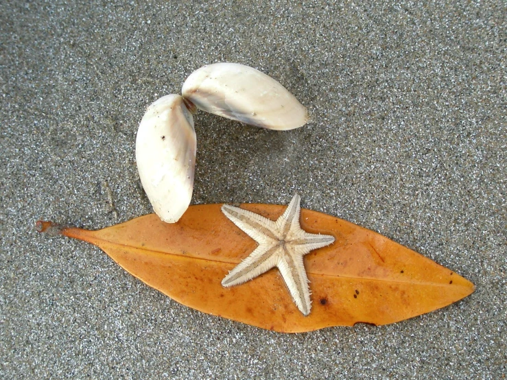 two seashells and a starfish laying on the ground