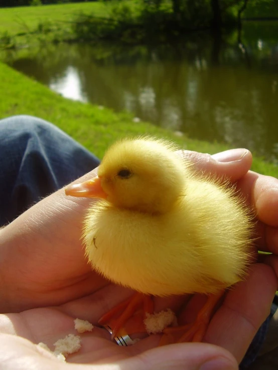 a person is holding a small duck that looks like it is swimming in a lake