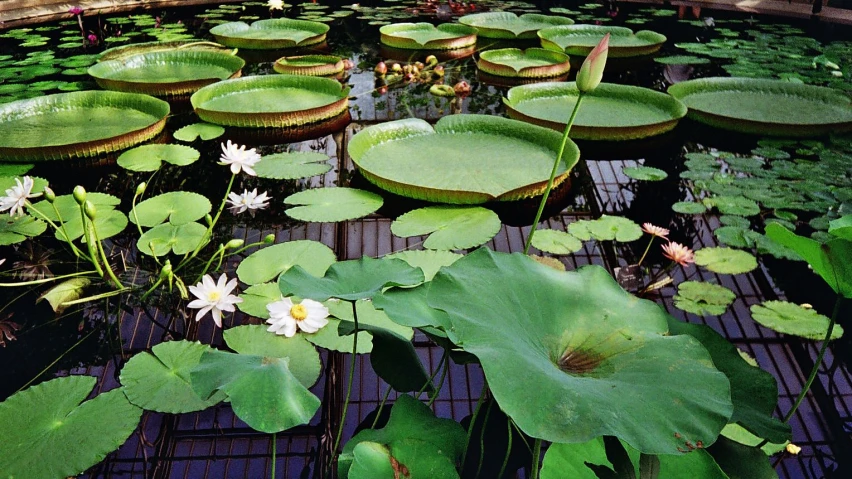 lily pads are floating in water surrounded by green plants