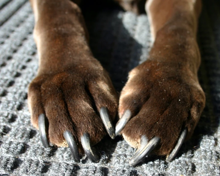 a large dog's paw with sharp claws