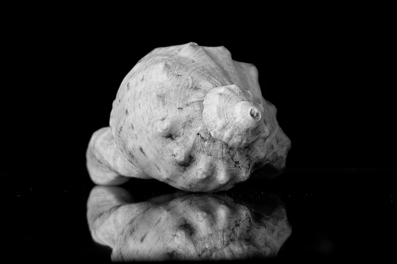 a black and white po of a rock