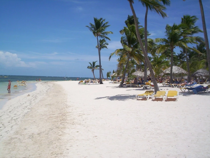 a beautiful beach with lots of palm trees and chairs