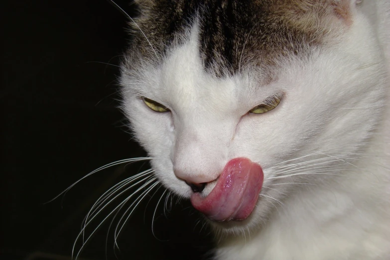 a cat with its tongue out sticking out of it's mouth